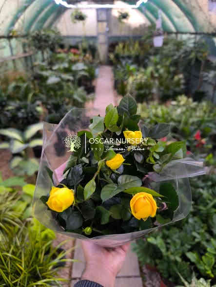 جوري هولندي 

📍 زورونا في موقعنا:
مشتل الأوسكار – حي الحنانة – شارع نجف _ كوفة
(مقابل غرفة تجارة النجف و فريندز كافيه ومطعم شريف– مجاور متنزه الحنانة العائلي)

🕗 أوقات الدوام:
من 8:30 صباحاً إلى 8:00 مساءً

📞 للطلب والاستفسار:
*********** – ***********
(اتصال / واتساب / مراسلة عبر فيسبوك)
 متوفر دفع  زين  كاش ومتوفر ماستر  

🚗 يتوفر توصيل داخل النجف
موجودين في تطبيق توترز لبعض المواد الزراعية 

أهلاً وسهلاً بكم دائماً في مشتل الأوسكار 🌹🌹🌹
