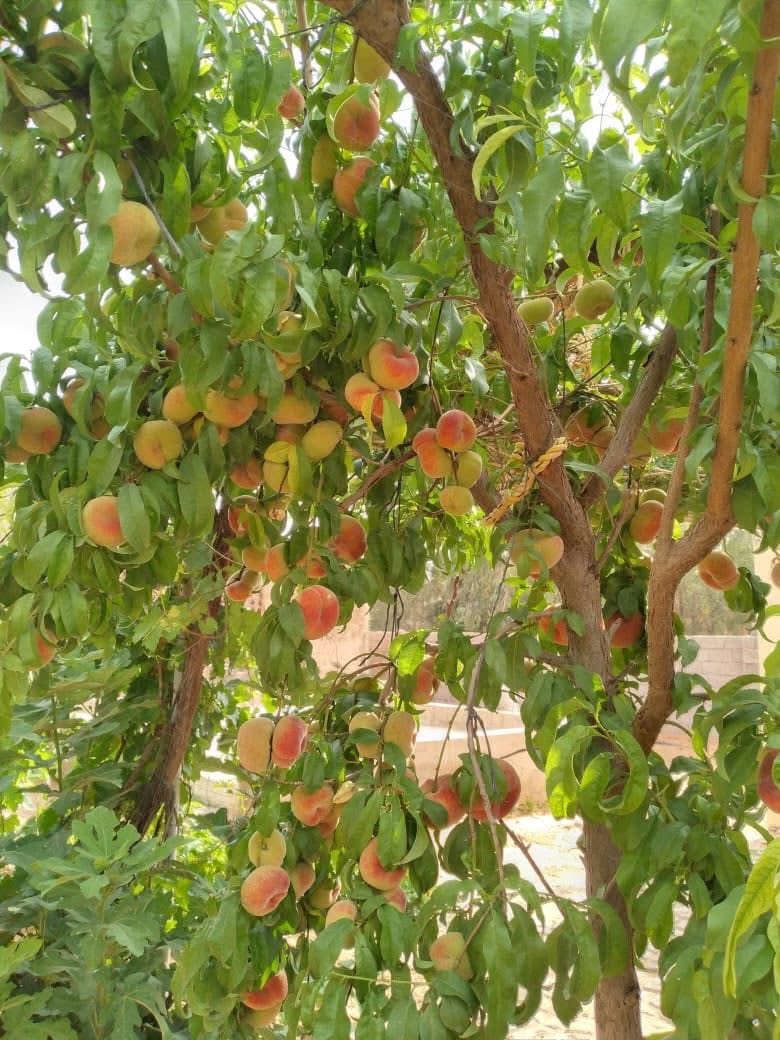 السلام عليكم لكل اهالي ناحية النمرود 
تم توفير اشجار الفواكه والزينة وزهور الربيع والصيفية 
برتقال 
ليمون 
يوسفي 
برتقال صيني وياباني 
نارنج
تين 
رمان 
تفاح
خوخ 
مشمش 
ألو (كوجه)اصفر وأسود 
عرموط جبلي 
عرموط صيفي 
توث عراقي وهندي 
كرز 
سدر مطعم وغير مطعم 
عنب حلوني
سفرجل
كالبتس 
دفله 
جوري 
ثويا 
وجميع زهور الربيع  
بأسعار جداً مناسبة يوجد خدمة توصيل 
تواصل
 عبر الصفحة مشتل الفرات في الموصل
او على الرقم ***********
