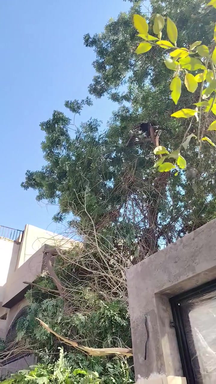 قطع الاشجار في بغداد 
***********
***********
