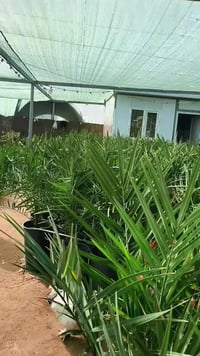 فسائل نخيل • برحي نسيجي • واسط الصويرة