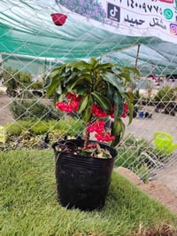 كرز بري • توصيل قريب • هبهب الخالص