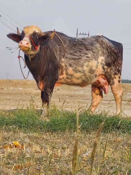 الله مصلي عل محمد والي محمد جاموسه البيع كامل المصفات جواه شفج حليب خير من الله كل شروط جني هدي كلش وجارع المكان ميسان العماره ***********
