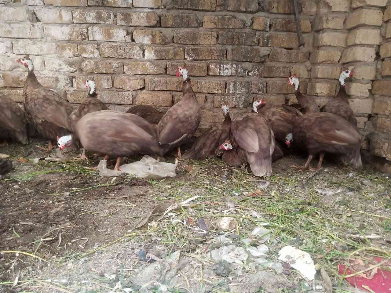 متوفر بجميع الوانه 
احمر ؤ اسود ؤ ابيض ؤ رصاصي 
ومتوفر دجاج ابراهما خط اول 
ؤ متوفر دجاج الاستارلوب الماني درجة اولى 
ومتوفر افراخ قبج بجميع الوانه 
ؤ متوفر فسيفس افراخ ؤ امايات بياض 
ؤ كرك درجة اولى 
للتواصل اؤ للاستفسار على الارقام التالية 
***********

