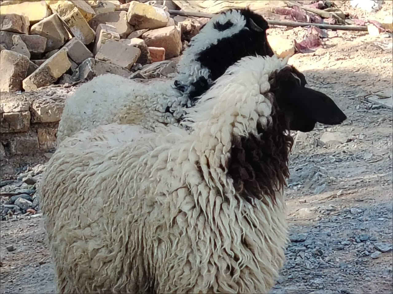 ياالله 
طليان ثنين نثايه شرط الصحاء 
طليان خشنات وسمان مناسبات 
مال جني نذر سعر الواحده 215
مكان الديوانية قضاء الشاميه 
توصيل ماكو شراي يتصل 
***********
