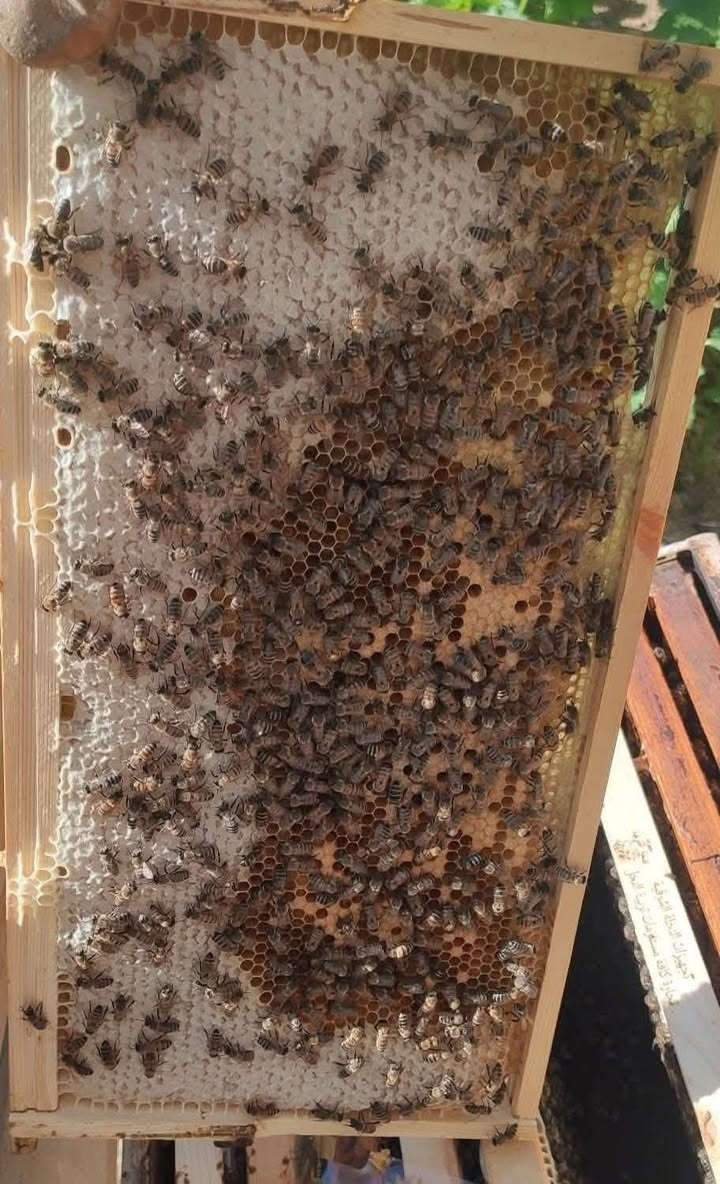 عسل طبيعي خالي من الاضافات 100٪
خلي تم واجيك خاص🍯🐝


**إذا كنت صاحب هذا الإعلان وتريد حذفه لأي سبب، رجاءا أرسل رسالة إلى الدعم الفني**