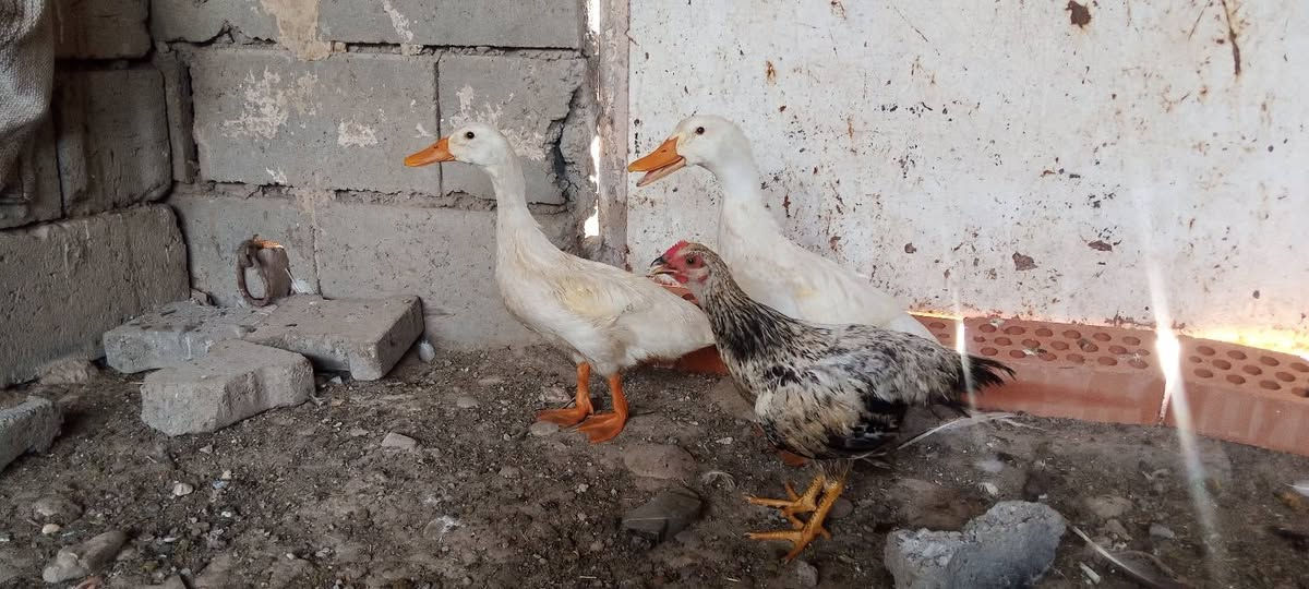 ديوكا ثلاثه مع دجاجه مع بطات اثنين و ديك صغير المكان ديالى سعديه رقم هاتف ***********
