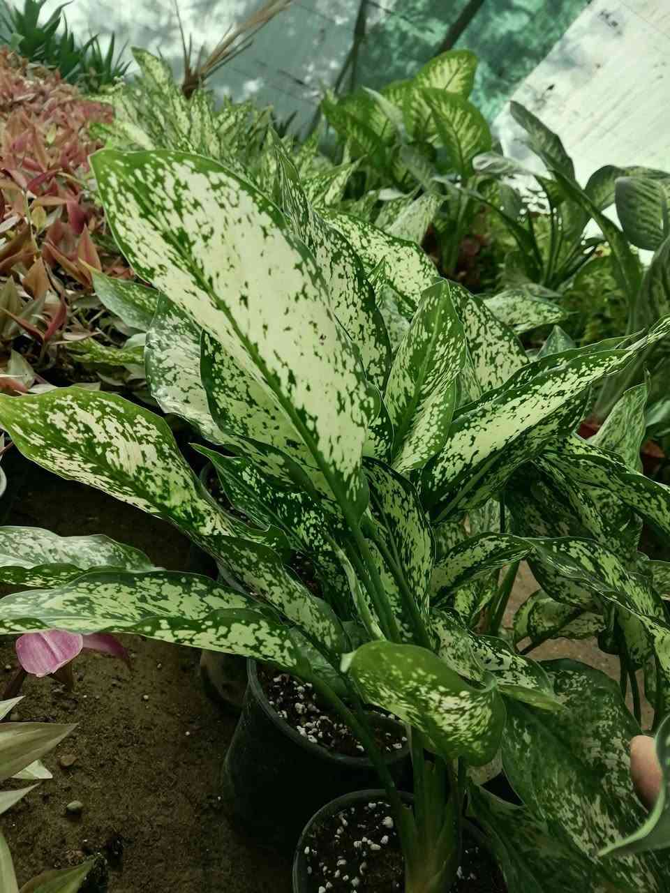 ((مشتل حديثة المركزي))
الموقع #
قرب دائرة البريد بسوق حديثة
دائما مستمرين وياكم

دفن باقيه مرقط 🌷💐ب((٣٠٠٠ دينار )) فقط
كل ٢ ب٥الالف 
عرووووضنا  وبأسعار بلاششششششش🙂✌️
فقط وبس يمنا)) 😉🌺✌️

لاستفسار زورو صفحتنا أو الاتصال على الرقم
***********
اهلاوسهلا بالجميع ❤️
