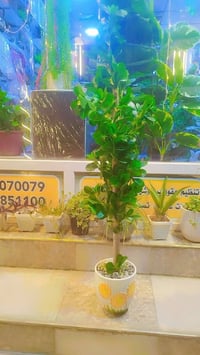 ديكور • حديقة