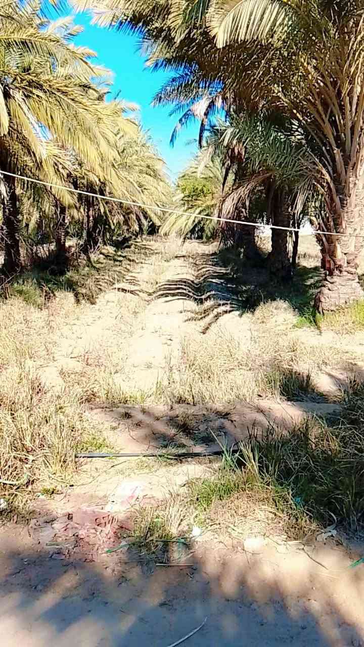 السلام عليكم دونم للبيع 117 المكان كوت ***********
