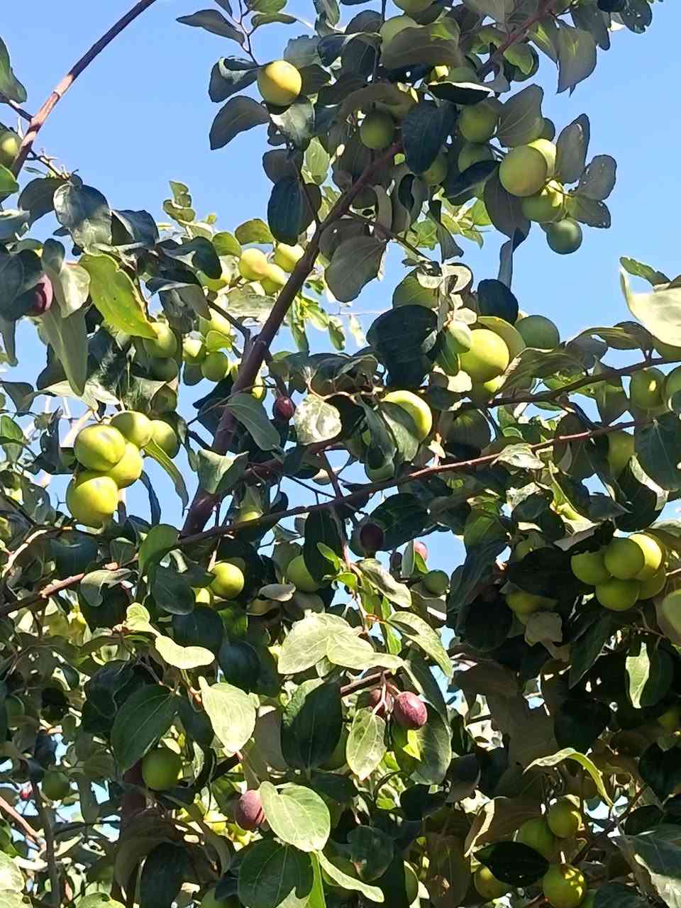 اللهم صل على محمد وآل محمد
يتوفر  اقلم  السدر التفاحي البصراوي  والباكستاني  الأحمر   من يرغب بتطعيم يتواصل وياي   وشكد يريد أقلام  موجوده ٠٠٠٠٠ وطريقة التطعيم  كلش سهله. والي ما يعرف اني اطعماله


**إذا كنت صاحب هذا الإعلان وتريد حذفه لأي سبب، رجاءا أرسل رسالة إلى الدعم الفني**