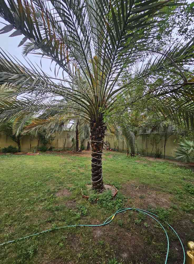 🏡 فلة فخمة للبيع – تصميم حديث ومواصفات مميزة
📍 الموقع: البصرة / السنيدية
📐 المساحة: 1300 متر مربع
📜 نوع الملكية: طابو صرف سهم تحويل بأسم المشتري 
🧱 نوع البناء: طابوك – بناء حديث
✨ تفاصيل الفلة:
• 6 غرف نوم ماستر سويت (حمامات مستقلة لكل غرفة)
• 5 صالات واسعة بتصاميم عصرية
• ديوان خارجي بمساحة (15 × 7 متر)
• كراج كبير يتسع لـ 8 سيارات
• حديقة كبيرة ومناسبة للاستجمام
• تصميم راقي ومساحات مفتوحة مريحة
• تشطيبات حديثة ومواصفات فخمة
💎 مميزات إضافية:
✔ موقع هادئ ومميز
✔ مناسبة للسكن العائلي الراقي أو الاستثمار
✔ توفر جميع الخدمات في المنطقة
📞 للاستفسار:
*********** البصرة, العراق
