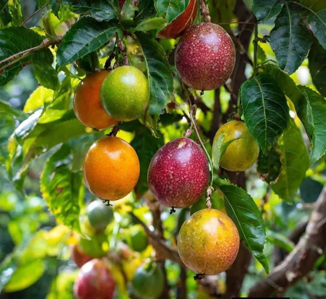 🌿🍈 بشرى لمحبي الفواكه الاستوائية 🍈🌿

متوفر الآن في مشتل الشاهين الزراعي
🌱 شتلات باشن فروت القوية والممتازة 🌱

🔥 السعر: 10,000 دينار فقط للشتلة 🔥

الباشن فروت من النباتات المتسلقة سريعة النمو، تعطي ثمار لذيذة وعطرية وغنية بالفيتامينات، وتنجح زراعتها في أجواء بغداد مع العناية والتسميد المنتظم.
مناسبة للحدائق المنزلية، الأسطح، وحتى الزراعة في أصص كبيرة مع تعريشة.

📍 العنوان: بغداد – الدورة – الشارع المقابل لعلوة الرشيد قرب شركة دجلة للمشروبات الغازية خلف منطقة أبو دشير
📞 الهاتف: ***********

الكمية محدودة 🌿
أهل الحدائق وأصحاب المشاتل مرحب بيهم 🌱
