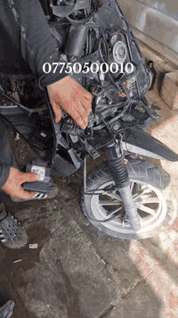 عقل نوزل  سكنس فحل + لد + جبلي  جيتي ار نوزل ثعلب + جي تي ار ماكس مضلع...