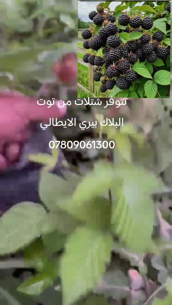 بسم الله الرحمن الرحيم 
تتوفر شتلات من توت البلاك بيري الايطالي الذي يمتاز بغزارة الإنتاج وخلوه من الأشواك 
سعر المفرد 6 الاف 
للطلب *********** واتساب ماسنجر 
يوجد توصيل لجميع المحافظات

