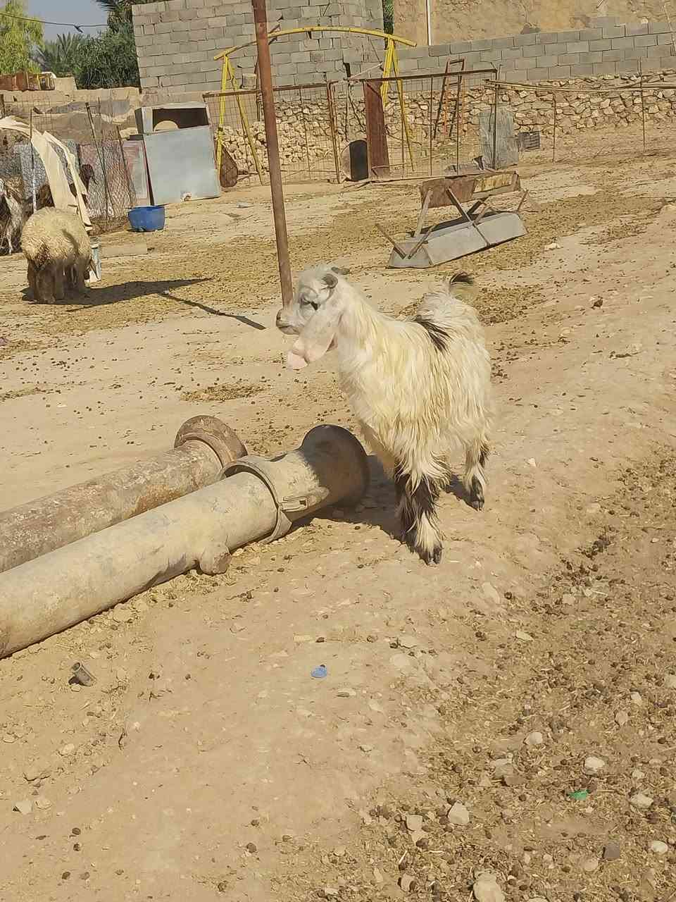 يسم الله متااح جدي مال ربط شرط النصاح
مكان عنه الريحانه     سعر.    (( ١٢٥ ))
توصيل حسب الاتفاق.   ***********
