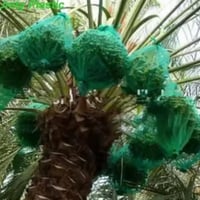 أكياس نخيل • راوه الجديدة • توصيل