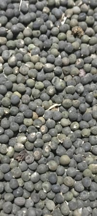 بذور باميا سلطانة • ٤٠ يوم • تتحمل الامراض