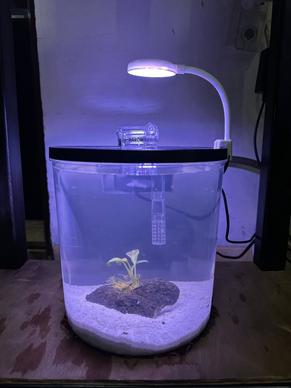 نرخی ٥٠ هەزار
حەوزی گیایی بۆ فایتەر دیزاین كراوە
ئاوگۆڕینی ناوێت بۆ مدەیەكی زۆر
فلتەری بایۆلۆجی لەسەرە
لیدێكی هەڵواسراوی لەسەرە
بە ٣ مۆدی جیاواز ئیش ئەكات
مۆدی یەكەم سپی
مۆدی دووەم پەمەیی و شین 
مۆدی سێیەم سپی و پەمەیی و شین
 بنی حەوزەكە لمی سپی ڕازاوەتەوە
گیایەكی سروشتی  لەگەڵە كە سودی زۆرە بۆ ماسی فایتەر
قیاسی بەرزی ٢٠ سم وە تیرەكەی ٢٠ سم
جۆری حەوز ئاركلیك  
_______________________
ئەوەی ویستی نامە بنێرێت لە واتس ئەپ یا ڤایبەر 
***********
گەیاندنمان بە تەواوی كوردستان هەیە
