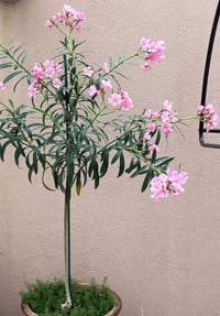 دفلة • اقلام مجذرة • بلاش