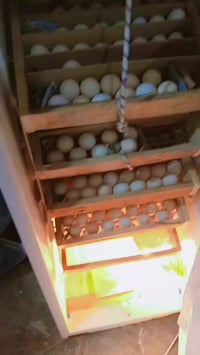 يالله متاح  فقاسه للبيع  تاخذ 200بيضه او اكثر  شغالة وعلى الفحص  بيها ...