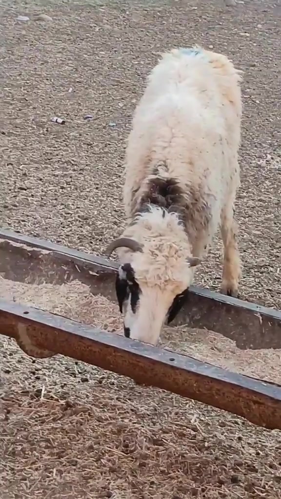 يوجد نعاج درجه اولى العدد 5 ناصحات شرط نصاحه بعدهن وراجين ومحنيات وبيع شلع سعر الوحده 160 الف قفل 🔒 بدون عمله العنوان بيجي رقم الهاتف ***********....‏‪***********‬‏
