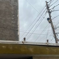 سبايه البيع مال جنبي عاليه ترهم على فتون عاليه العنوان بغداد الدوره ال...