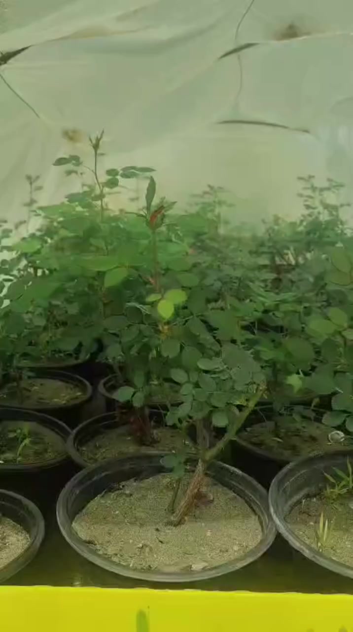 يا الله
يتوفر الآن ورد الجوري السلطاني العطري بكميات خير من الله. ومستعدين  تجهيز جميع دوائر الدولة من الورد السلطاني 
السعر ب 3 آلاف دينار
وللكميات  السعر أقل إن شاء الله
📍 العنوان: شارع زوبع مشتل العذاري  الصوب الصغير
🚚 يتوفر توصيل داخل غماس
إخوان، أي شخص يريد ورد جوري قبل لا يجي يراسلني أو يتصل على رقمي 
📞 ***********
