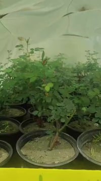 ورد جوري • ورد سلطاني • مشتل العذاري