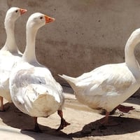 قاز • ذكر و٢ إناث • خشنات