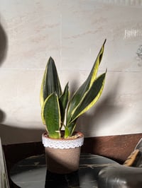 نبات السجاد • جلد النمر • توصيل موصل