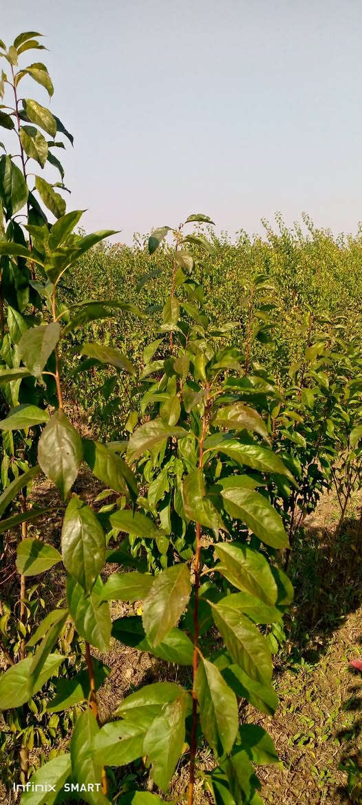 بسم الله الرحمن الرحيم
مشتل الحاج أبو أمجد 
لبيع كافه انواع الشتلات النفضيه 
    العنوان
بغداد/المحموديه /منطقه شيشبار 
هـ/***********/
***********
***********
1/مشمش هرفي خشن ارتفاع( ٣م )السعر ٢٥٠٠ 
٢/مشمش حجي فاضل خشن ارتفاع (٣م) السعر ٢٥٠٠
٣/مشمش تركي أبو زنجيل خشن ارتفاع(٣م) السعر ٢٥٠٠
٤/آلو دموي ارتفاع(٣م) السعر ٢٥٠٠
٥/آلو رقم ١ ارتفاع (٣م) السعر ٢٥٠٠
٦ /تفاح عجمي ارتفاع(٢م) السعر ٣٥٠٠
٧/تفاح ابراهيمي خشن السعر ٣٠٠٠
٨/عرموط صيفي ارتفاع (٣م) السعر ٢٥٠٠
٩ /خوخ خشن السعر ٢٥٠٠

*ملاحظه/لأسعار بدون تغليف يضاف لها ٥٠٠ دينار أجور تغليف مع وجود خدمه توصيل *
