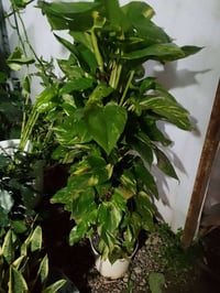 للبيع • توصيل • ديكور