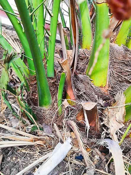 السلام عليكم ورحمة الله وبركاته
يتوفر فسائل نخيل #برحي نسيجي عدد الفسائل 7 العنوان  البصرة القبلة حي الشهداء لتواصل ***********
(الاسعار مناسبة) 
#وافق ادمن مع الشكر والتقدير
