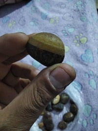 متاح • تحفة