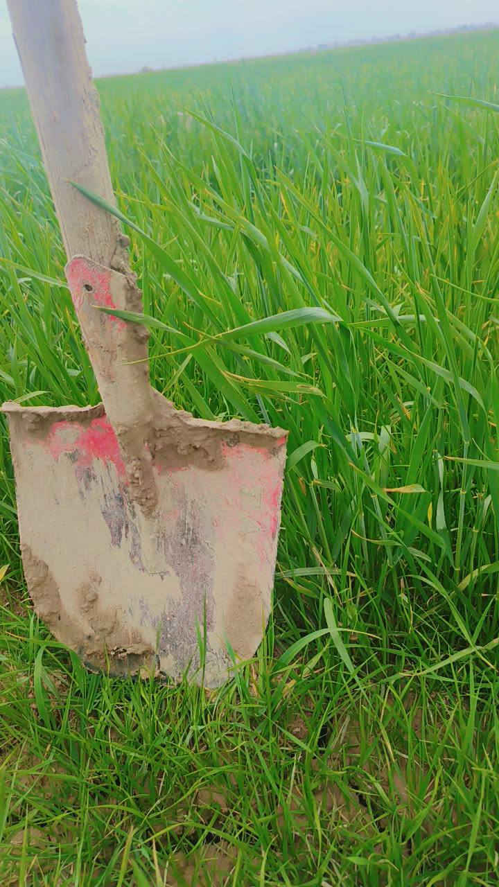 حنطه أو رويطه للبيع 80دونم /شطره صديفه‏ ‪***********‬‏
