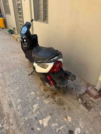 ثعلب • نگره • للبيع