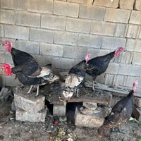 ديوك شيش • دواجن