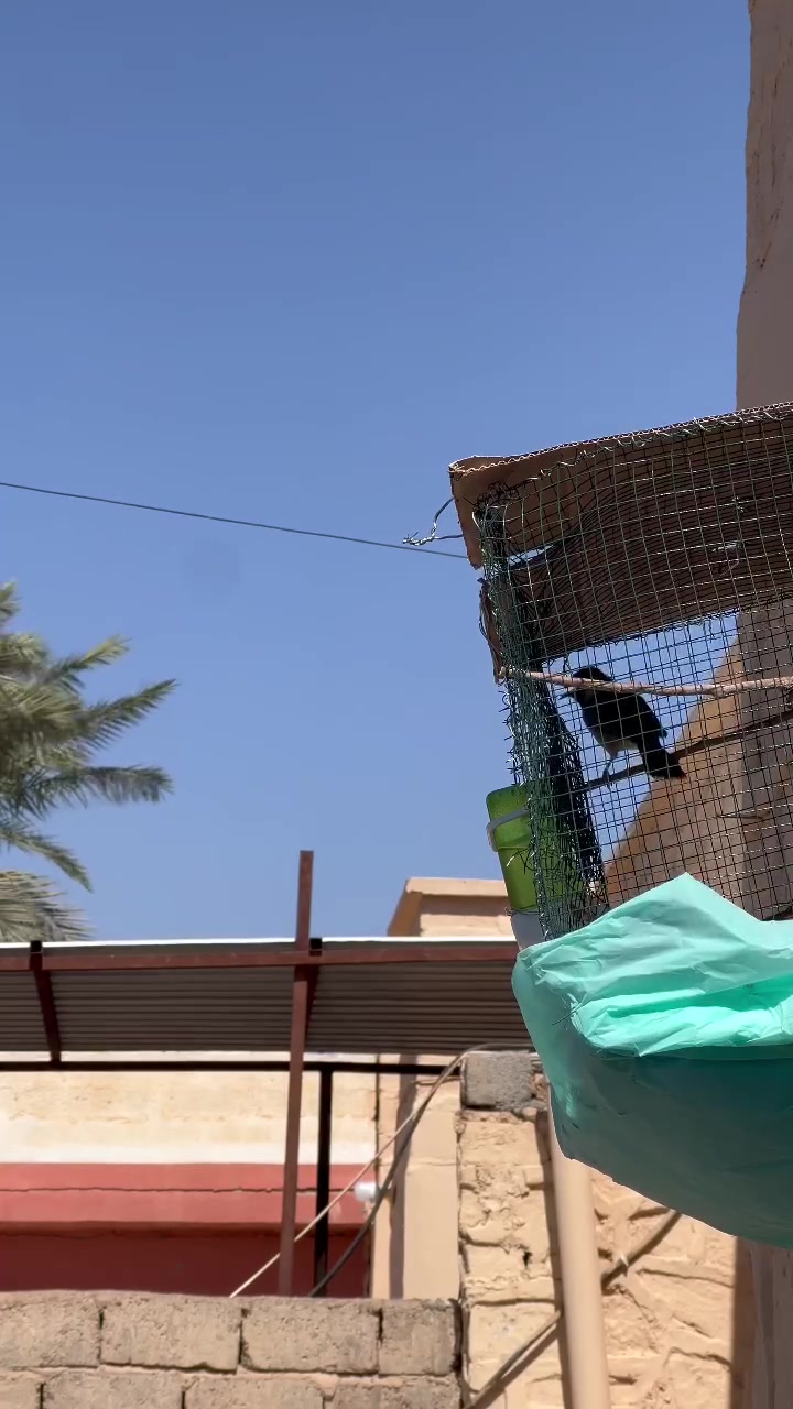 السلام  وعليكم  زوج  بلابل تمر وحشيات  ينطن  قرب علقفص بس مو حيل تغريد حلو  مزاوجات  على الاغلب  مراوس بغندور امايات كبار   بيجي فقط


**إذا كنت صاحب هذا الإعلان وتريد حذفه لأي سبب، رجاءا أرسل رسالة إلى الدعم الفني**