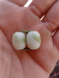 زوج يماني • حليبي • نوادر بغداد