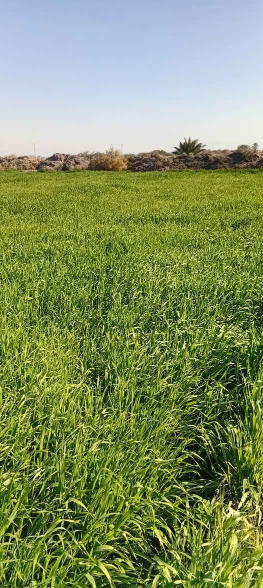 يوجد عدنه زرع للبيع ١٧ مشاره حش و١٠رتع في الهلال منطقة الشوجة
***********
