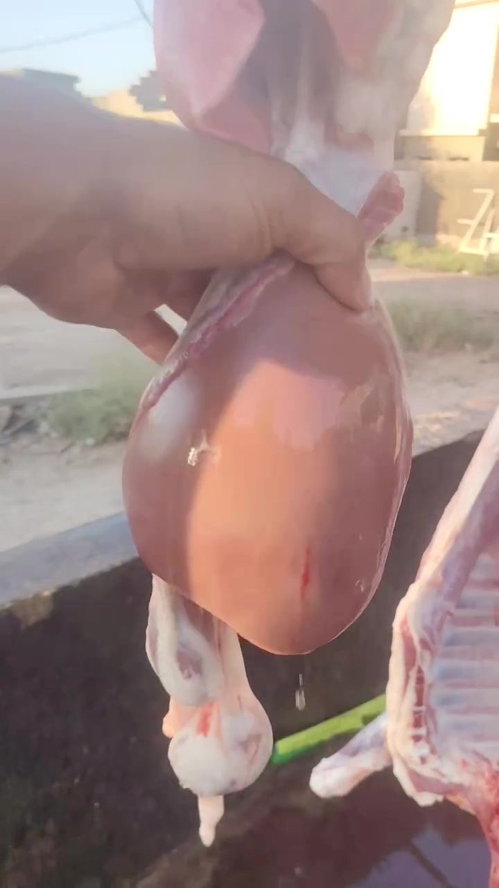 القصاب مصطفى الكروي موقعنه بهرز براس حي صدام شرط عراقي *********** خدمت توصيل مجانا
