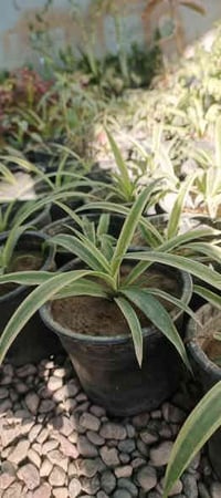 مشتل دوميز • نباتات داخلية • الموصل الايسر