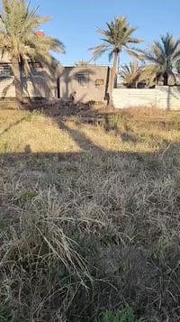 طابو زراعي • ٢٠٠٠م • نخيل متنوع