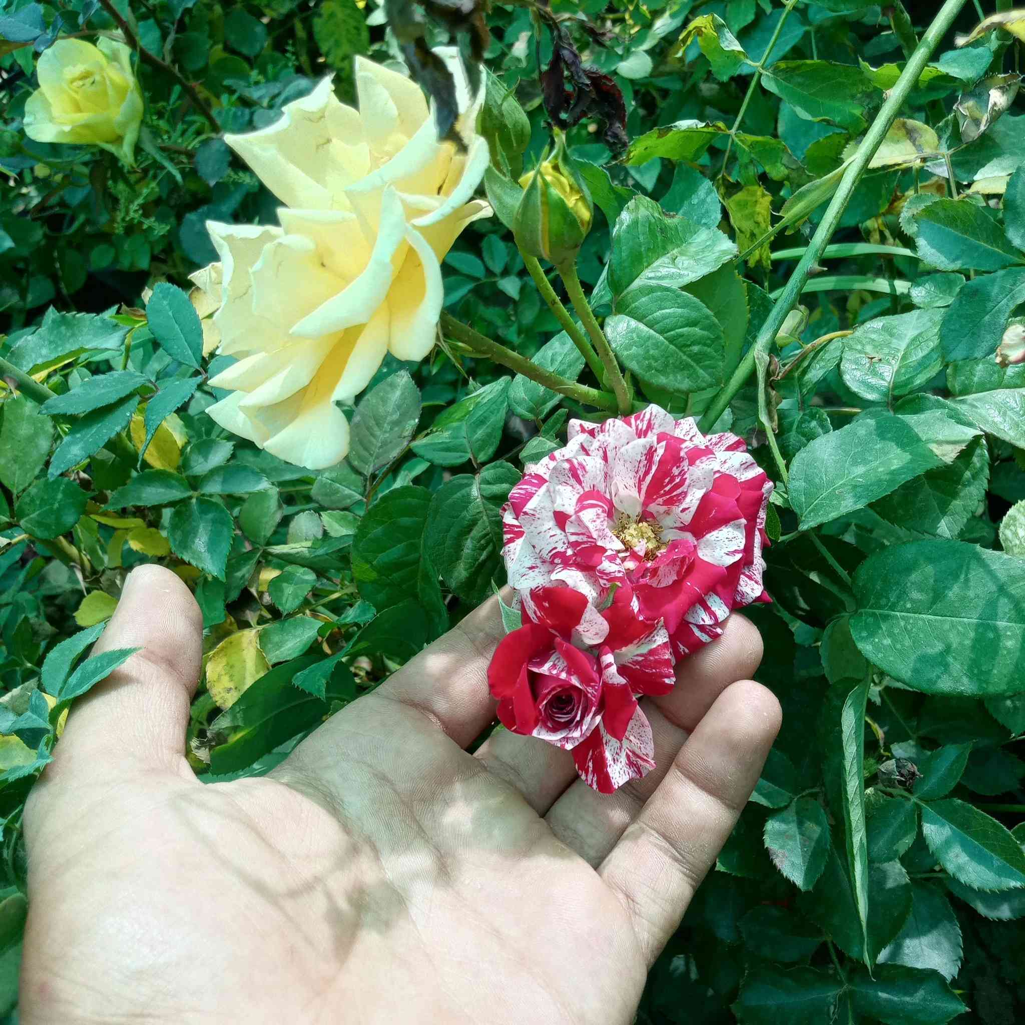 🌿✨ جديدنا يوصل… والذوق العالي يبان ✨🌿

وصلتنا تشكيلة راقية من النباتات المختارة بعناية
حتى تعيش أجواء الطبيعة الحقيقية بحديقتك 🌸

ألوان مبهرة، روائح عطرية فواحة، وأنواع تناسب كل مكان
منها الزينة، ومنها الظل، ومنها العطري اللي ينعش الجو ويغيّر المكان بالكامل 🌿🌹

📍 واسط – صويره، قرب محطة أم وليد
🚚 توصيل متوفر داخل وخارج المنطقة

📞 للاستفسار والحجز:
***********
***********

حياكم الله 🌿 نورتونا… وتشرفنا بزيارتكم داخل المشتل 💚
