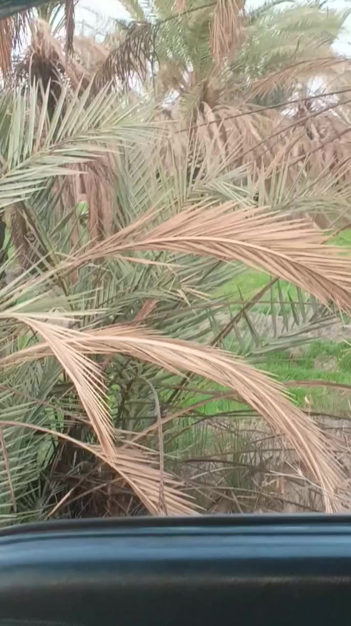 سلام عليكم بستان 27دونم طابو زراعي سند 25 علا طابو الكاضميه كلش حلوه احلا من الصور ماء 💧سأله +سقي كهرباء ماا تطفي تبعد عن بوابه  الكاضميه 25دقيقه الاتصال علا رقم ***********
