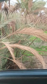 بستان 27دونم طابو زراعي سند 25 علا طابو الكاضميه كلش حلوه احلا من الصو...