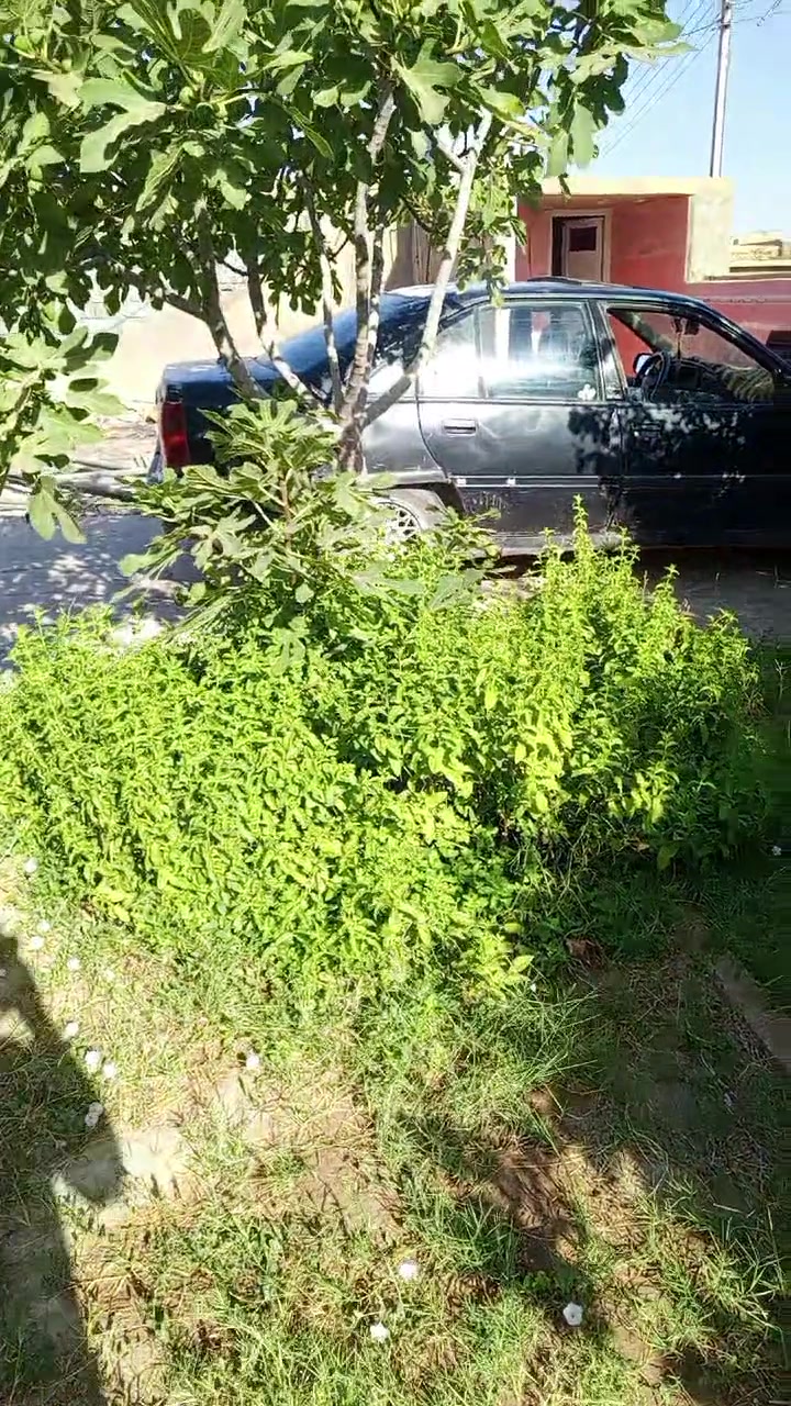 سلام عليكم اوبل اوميكه جاهزه محرك مجفت جديد كير شرط كهربايات شقاله. تواير نص عمر كشر كدام لعين حديده حديده مكان حي العسكري *********** ترهم مراوس مسدس 9
