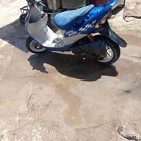 سكنس جبلي • زغير • سلف