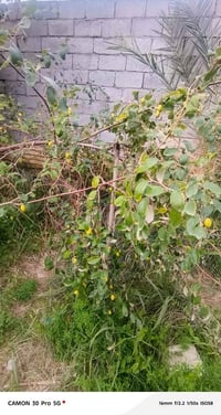 ٢٠٠ قطعة • نبك ونخلات • بسديناويه