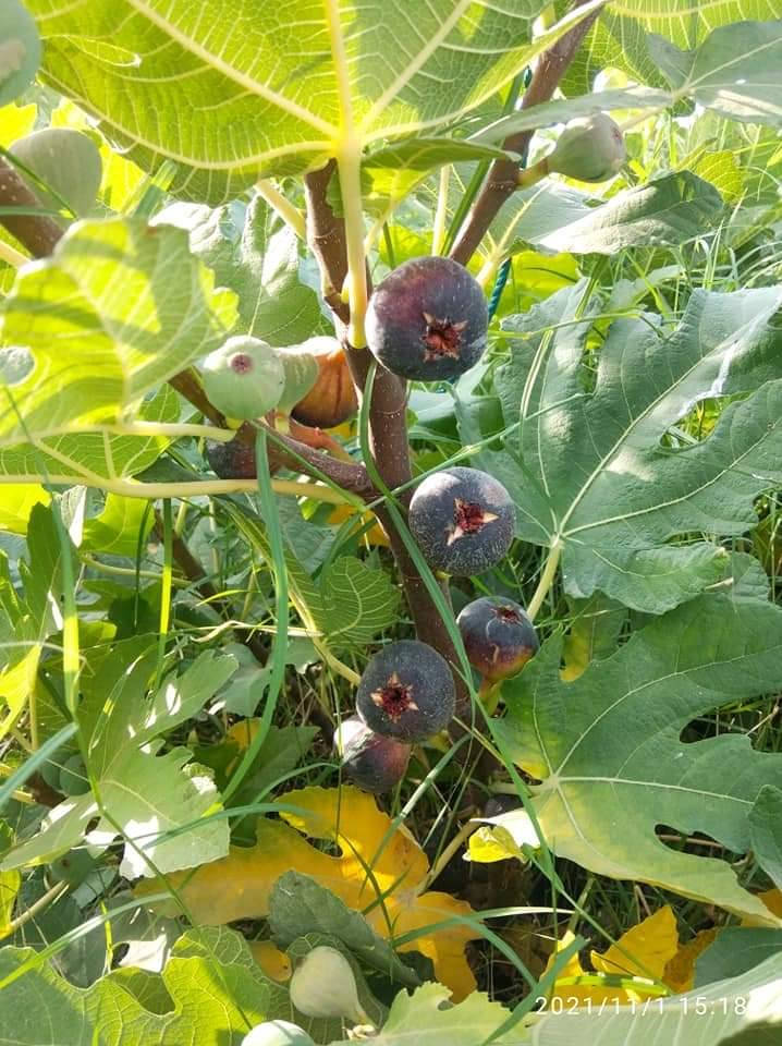 الهم صل على محمد وآل محمد مشتل بركات الرحمن تين بني مسلم وموجود عدده اصناف تين لاسباني تين ليونك المريكي وتين لعبيد بابل لحصوه على طريق الدايره يم محطة الصهباء مال للوقود ***********
